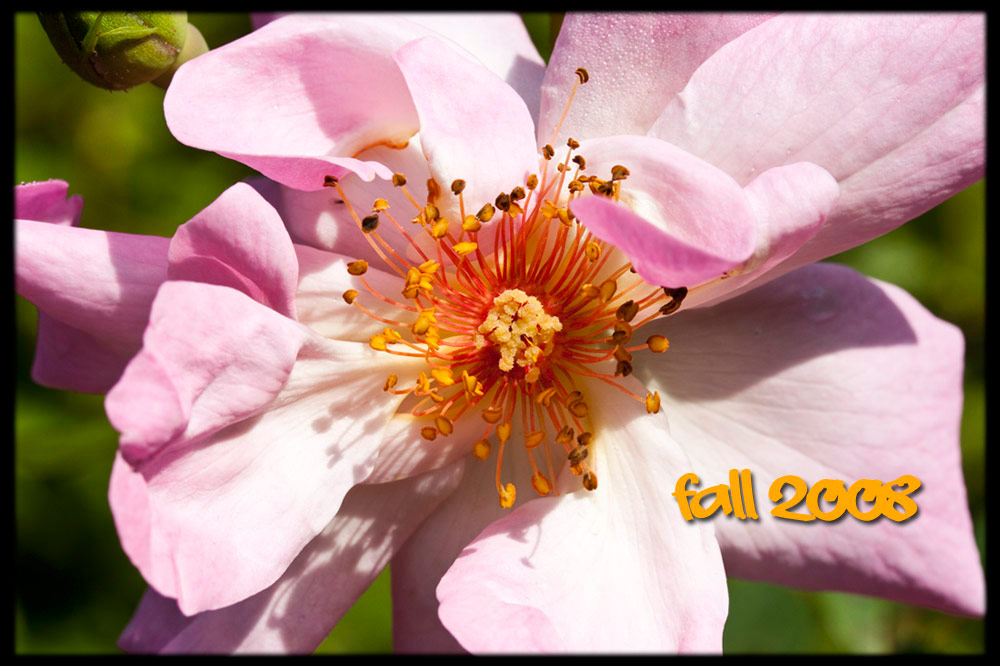 Fall 2008