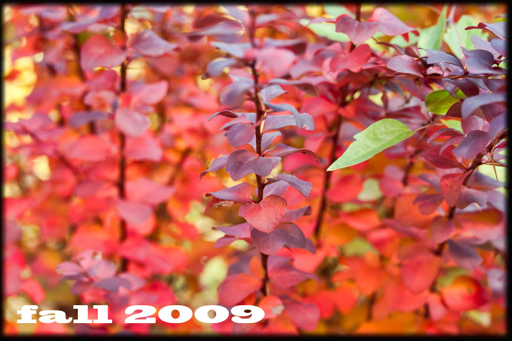 Fall 2009