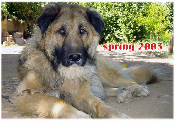 spring 2003