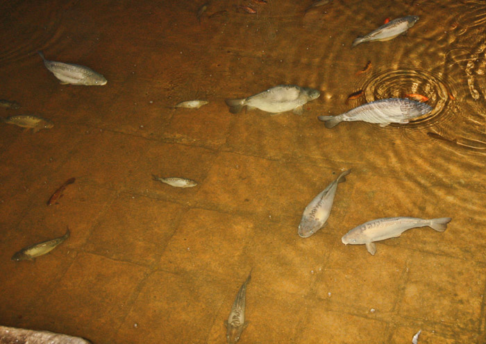 Spring 2009