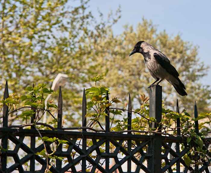 spring 2009