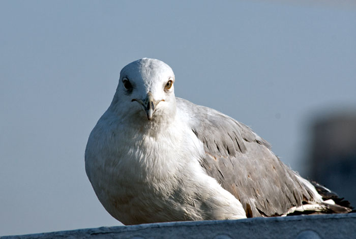 spring 2009