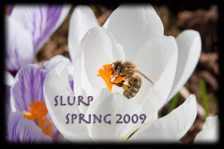 spring 2009