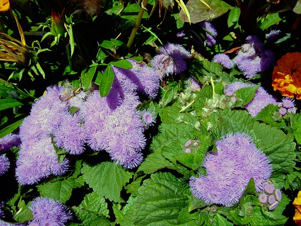 summer 2007