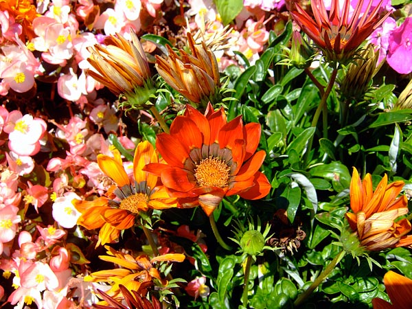 summer 2007
