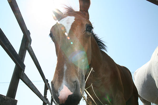 summer 2007