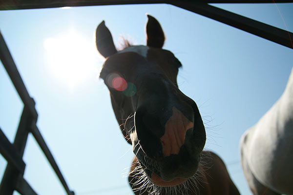 summer 2007