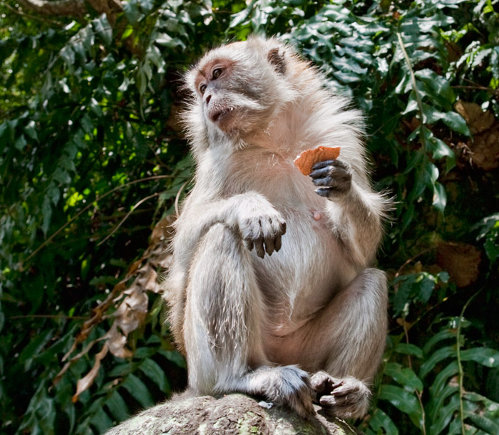 Malaysia